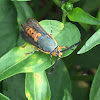 Squash Vine Borer