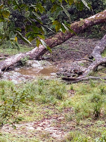 Bumbun Rimau Taman Negara salt lick