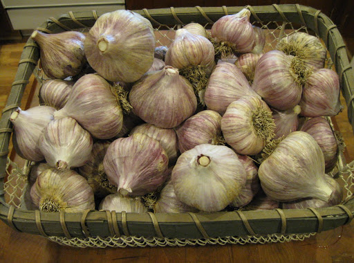 2013 Garlic Harvest