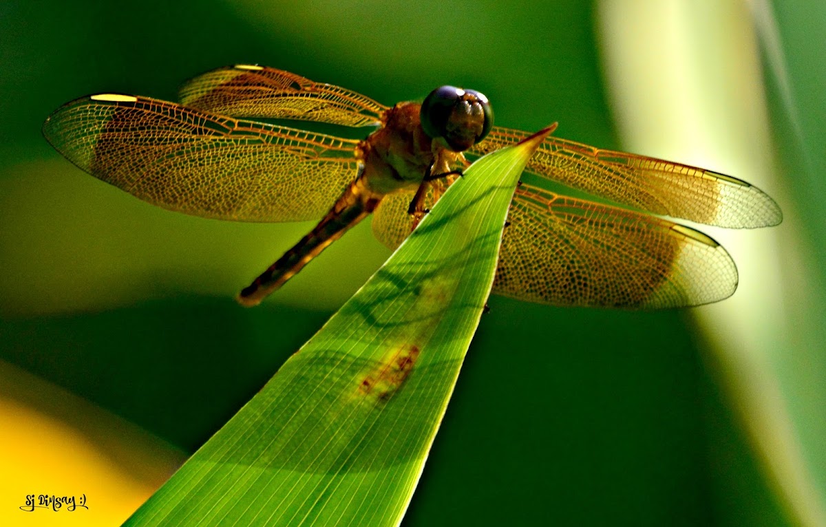 YELLOW SKIMMER