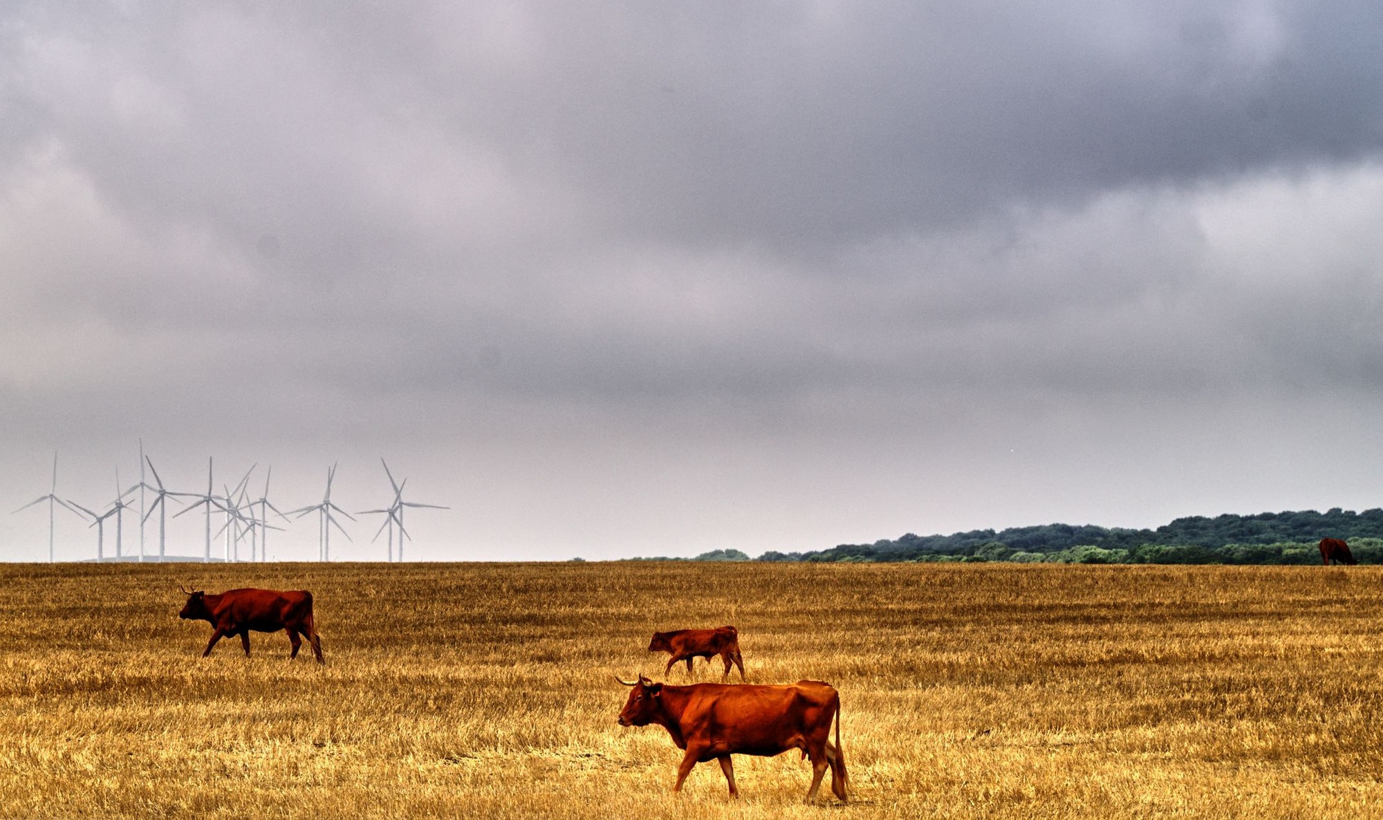 Convivenza tra Natura e Tecnologia di Matteo Ferrari