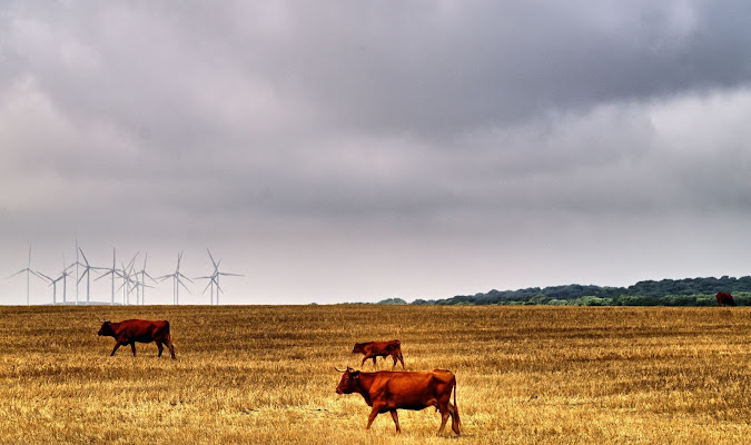 Convivenza tra Natura e Tecnologia di Matteo Ferrari