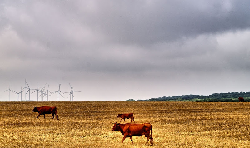 Convivenza tra Natura e Tecnologia di Matteo Ferrari