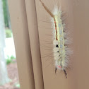 White-marked Tussock Moth