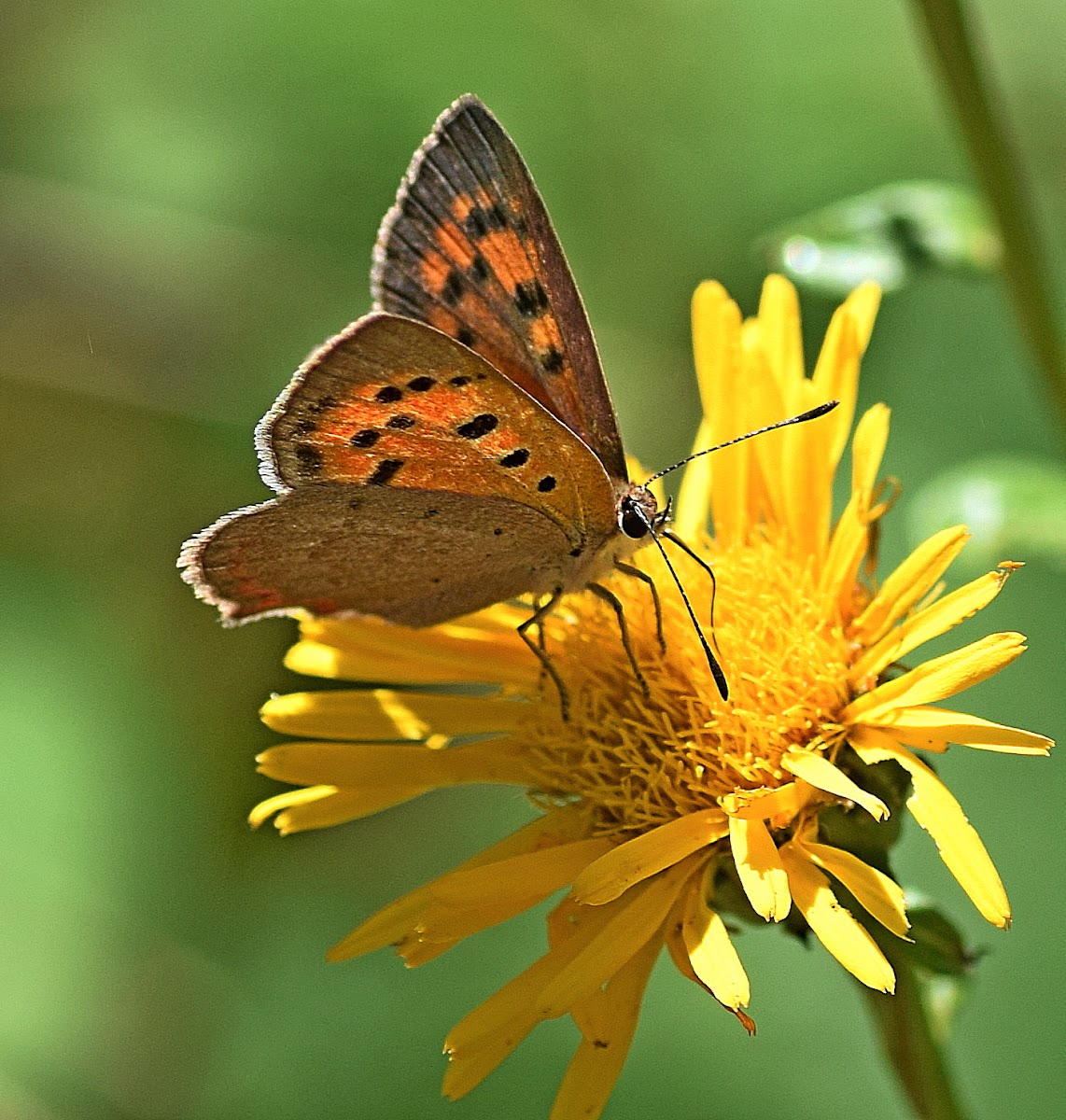 Small Copper