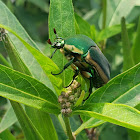 Green June beetle