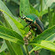 Green June beetle