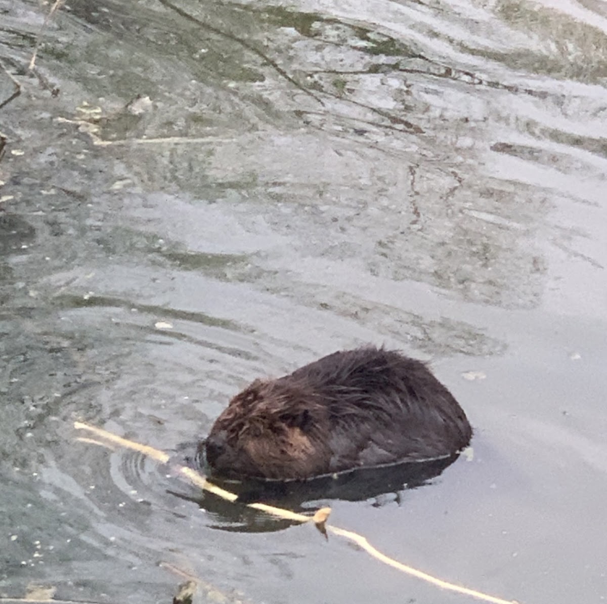 American Beaver