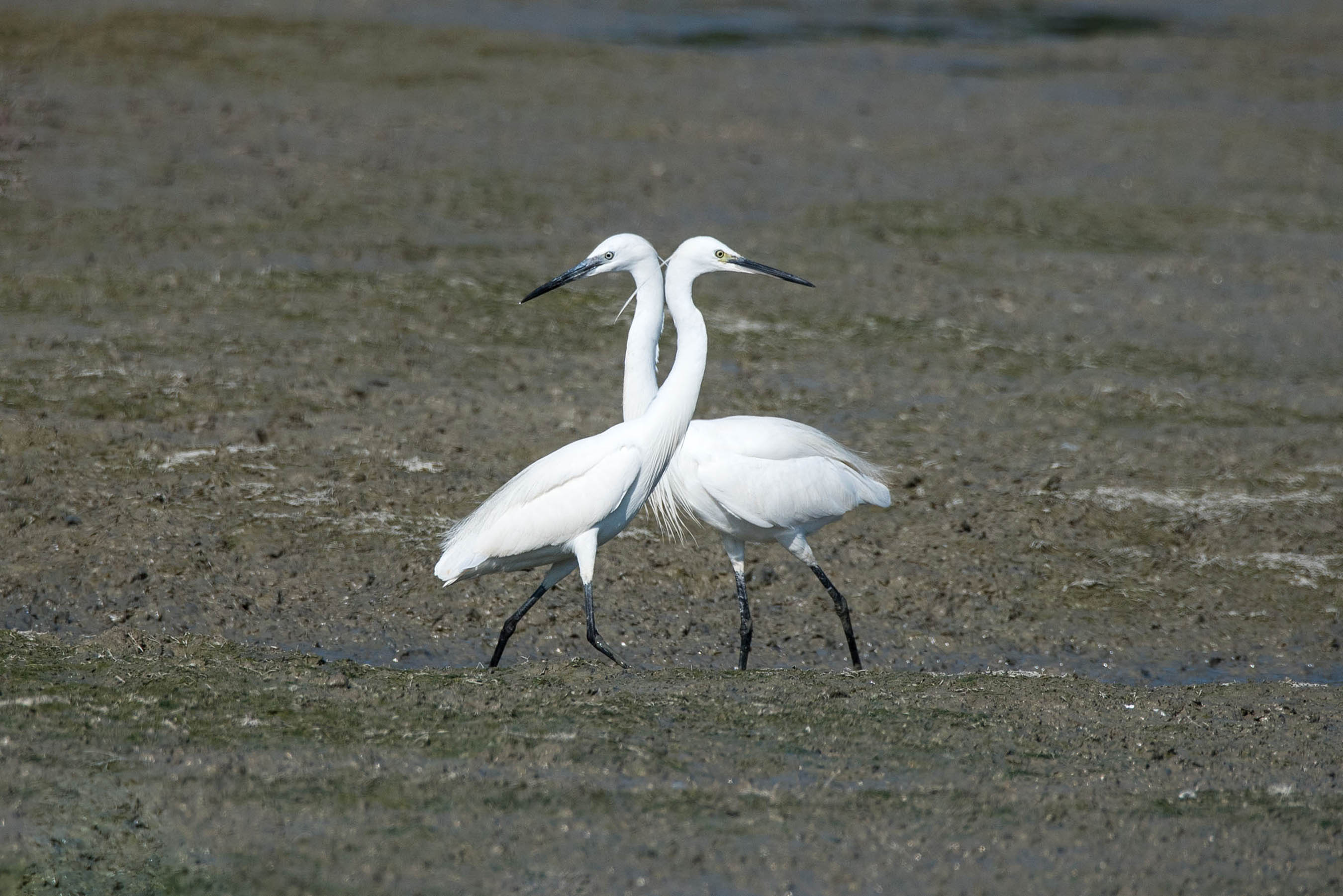 Simmetrie naturalistiche di Peter_Sossi