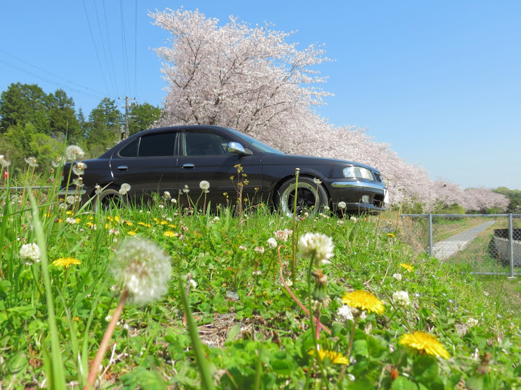 サニーの桜を惜しむ会・大量投下失礼します・FB15に関するカスタム事例の投稿画像5枚目
