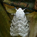 Hypercompe scribonia