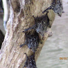 Proboscis bat