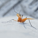 Crane Fly