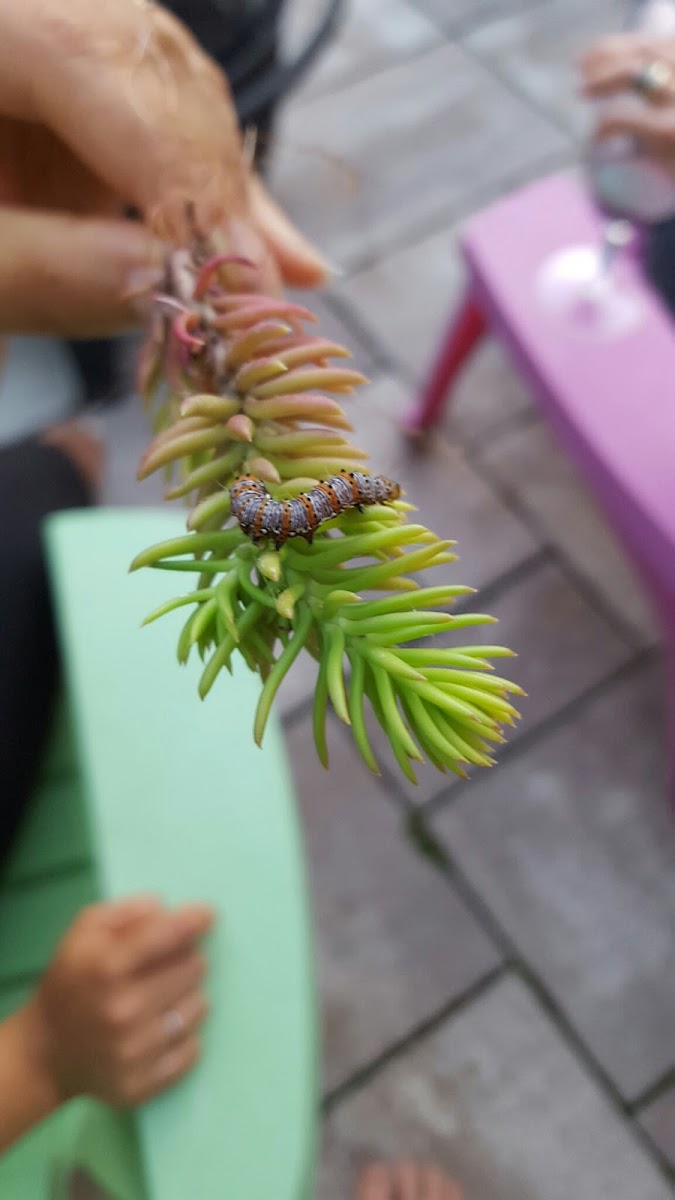 Eight Spotted Forester Moth Caterpillar