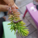 Eight Spotted Forester Moth Caterpillar