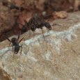 Ants of the World