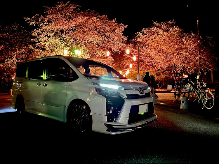 ヴォクシーのサクラと愛車・夜桜コラボ・コラボお誘いお待ちしておりますに関するカスタム事例の投稿画像3枚目