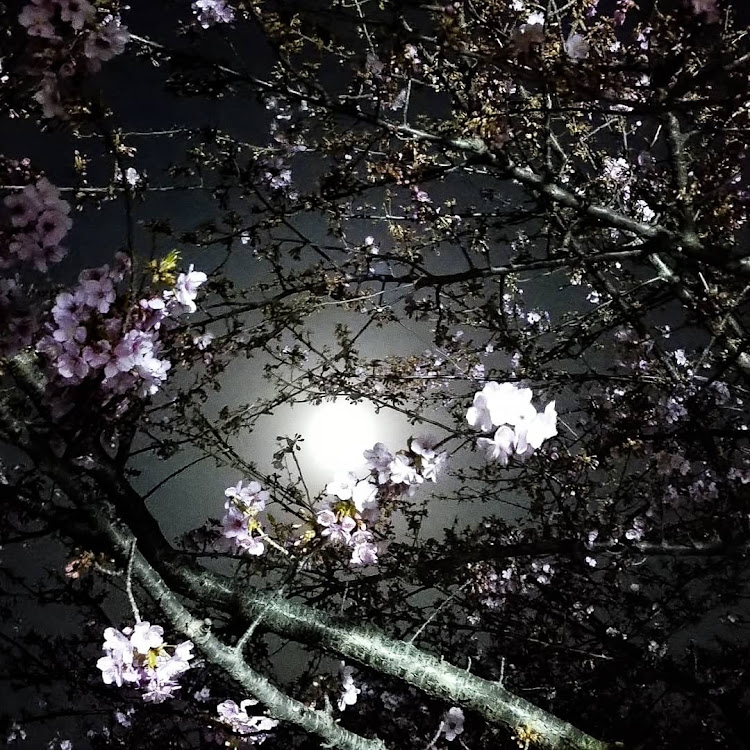 スカイラインの河津桜に関するカスタム事例の投稿画像3枚目