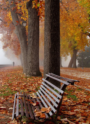 Foliage e nebbia di Giorgio Lucca