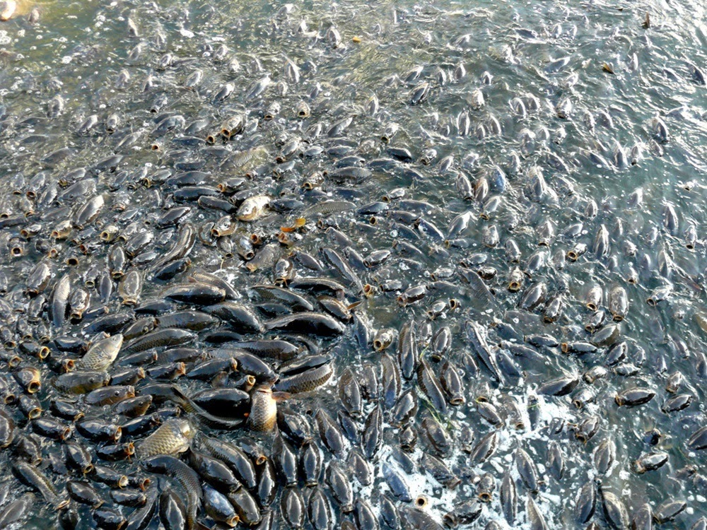 Linesville, onde os patos caminham sobre peixes