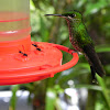 Green-crowned brilliant (female)