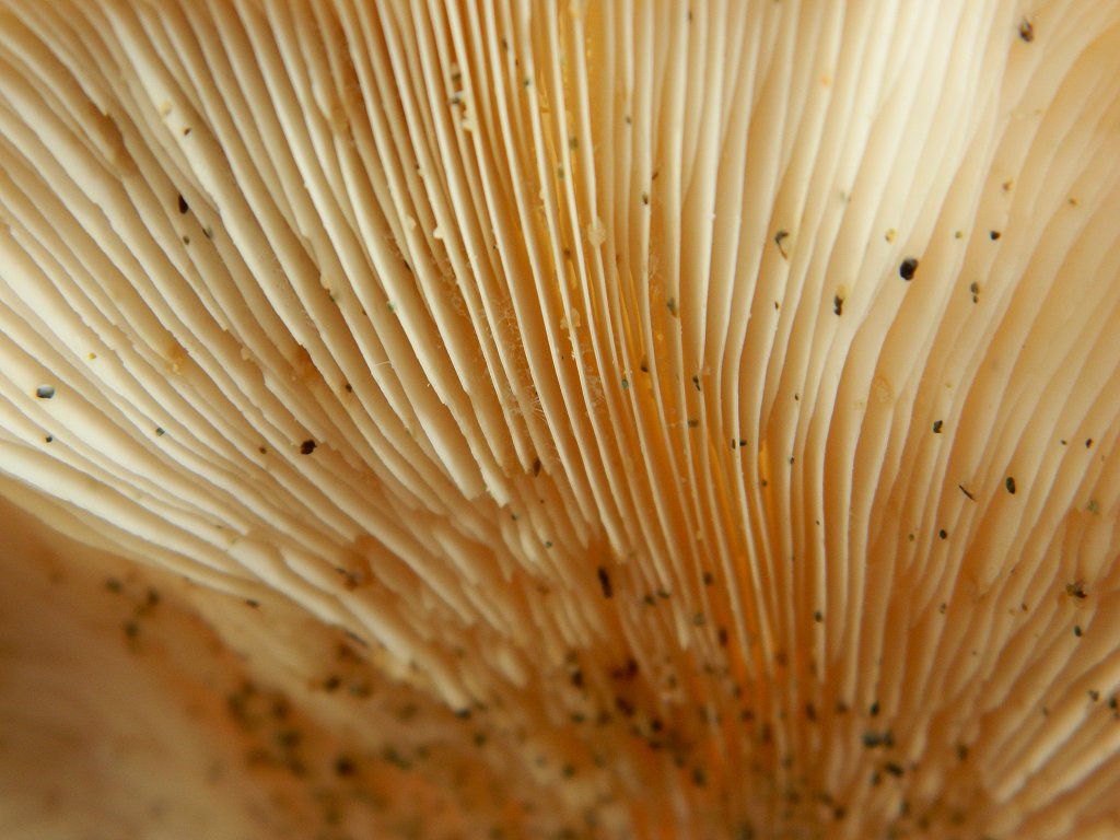 Oyster mushroom (Μανιτάρι Πλευρώτους)