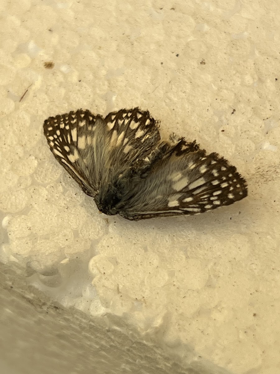 Tropical Checkered Skipper