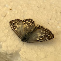 Tropical Checkered Skipper