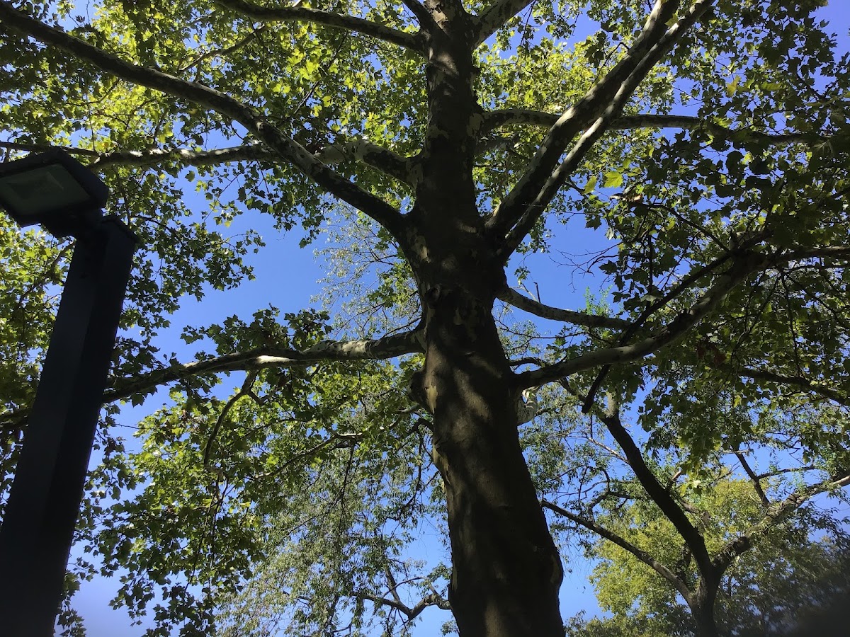 Sycamore Tree