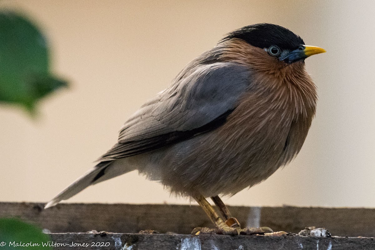 Brahminy Starling