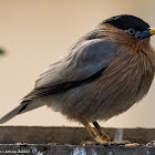 Brahminy Starling