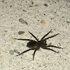 Black house spider