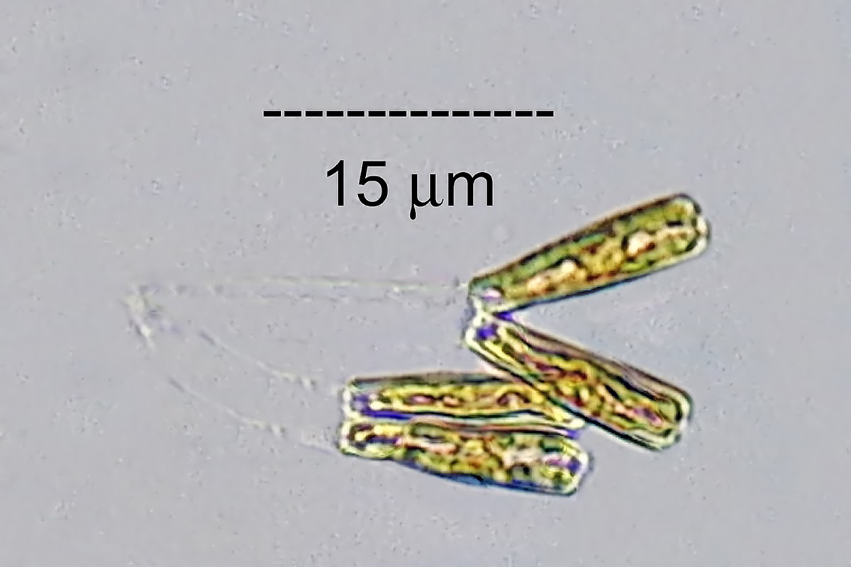 Epilithic Diatom