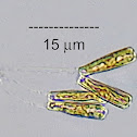 Epilithic Diatom