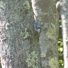 White-breasted Nuthatch