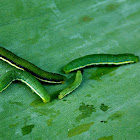 CATERPILLAR