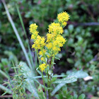 Sticky Goldenrod