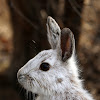 Snowshoe Hare