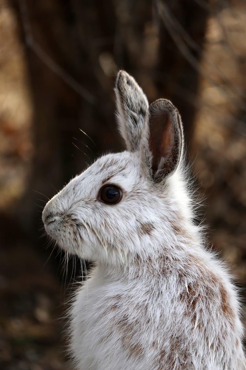 Snowshoe Hare