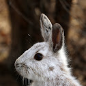 Snowshoe Hare