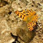 European Comma