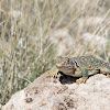 Collared Lizard