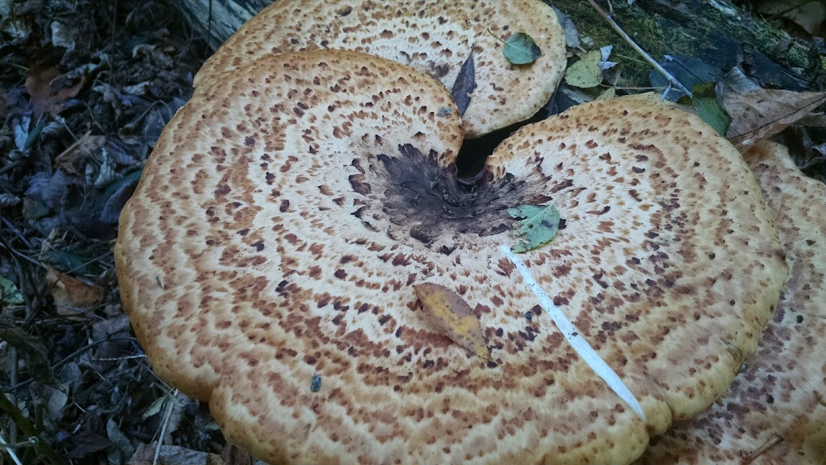 Dryad's Saddle