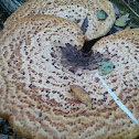 Dryad's Saddle