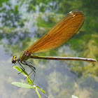 Beautiful demoiselle