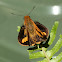 Orange Palm Dart - male