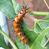 Gulf Fritillary larva