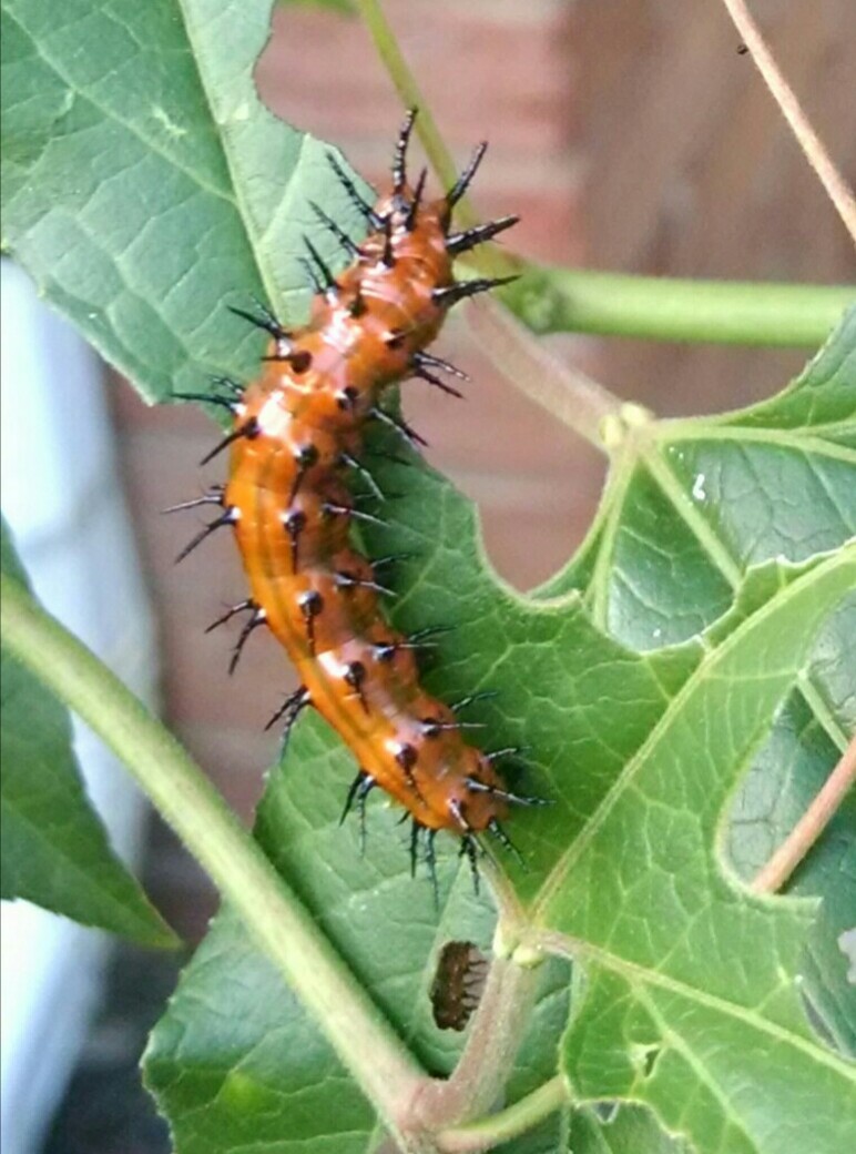 Gulf Fritillary larva