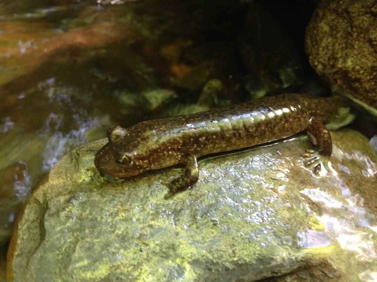 Blackbelly Salamander