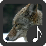 Coyote Sounds Apk